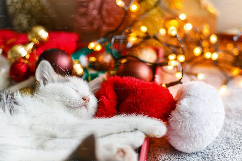 Adorable Christmas Kitty Wallpaper for a Festive Touch
