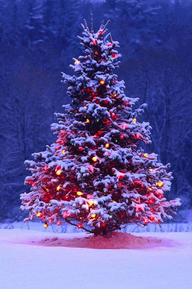 Christmas Tree Wallpaper for a Magical Winter Vibe