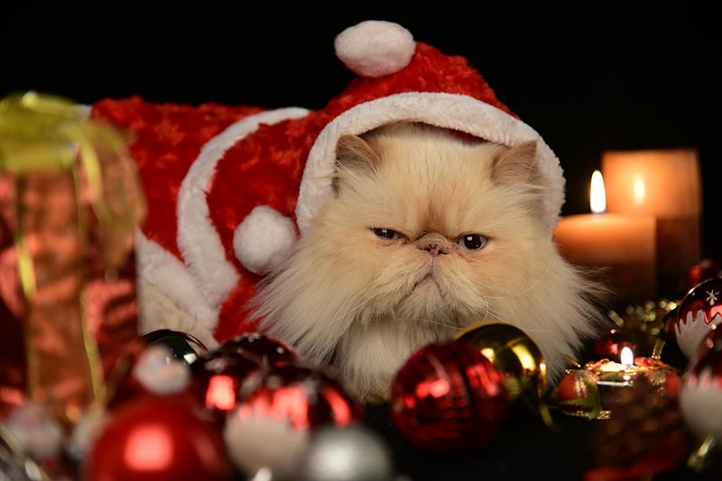 Cute Cat Christmas Wallpaper for a Cozy Holiday Vibe
