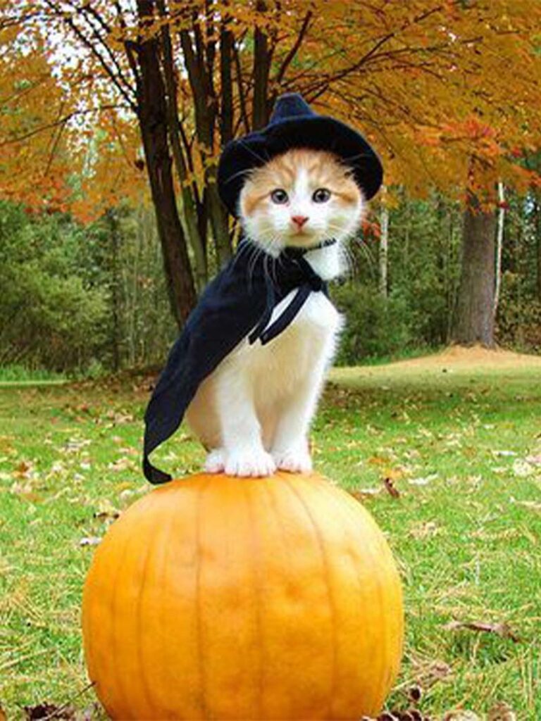 Cute Cats Halloween Magic