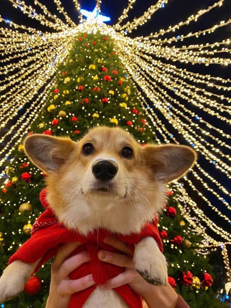 Cute Christmas Dog Wallpaper with Corgi and Holiday Lights
